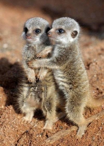 21 Cutest Baby Animal Hugs | Animal hugs, Cutest baby animals and Cutest babies