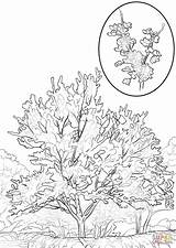 Eastern Redbud coloring Page  Free Printable Coloring Pages sketch template