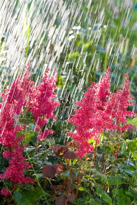 Beautiful Pink Flowers In The Rain Stock Photography - Image: 12033232