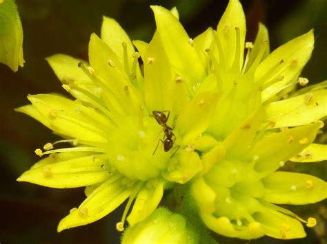 Aeonium Arboreum flower with ant | Flowers, Plants, Ants