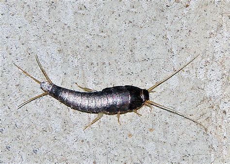 6 Reasons Why Silverfish Are Inside Your Home (What To Do) - Pest Pointer