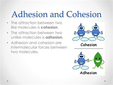 PPT - Lesson 3: Cohesion, adhesion & surface tension PowerPoint Presentation - ID:2846820