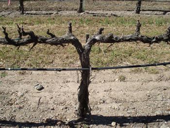 Spur Pruning – Grapes