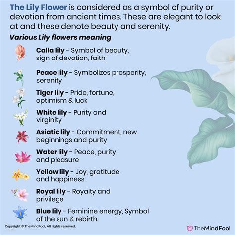 Lily Flower Meaning – The Complete Guide to Lily Meaning and Symbolism | Flower meanings, White ...