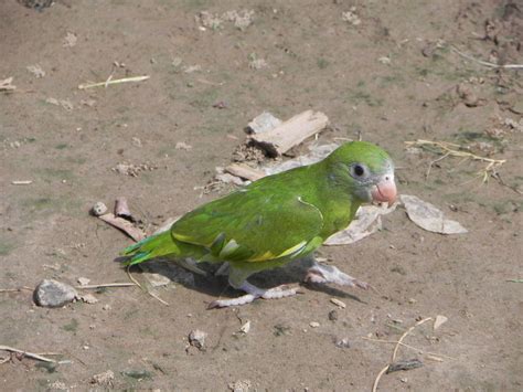 Amazon Bird 13 Photograph by R Alexander Calahan - Fine Art America