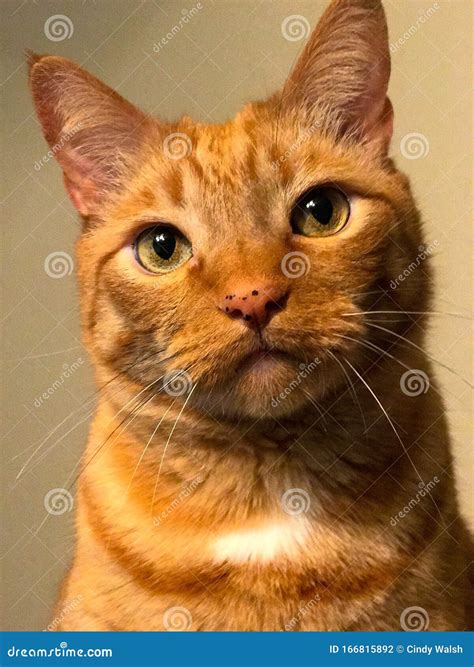 Orange tabby cat face stock photo. Image of ears, feline - 166815892