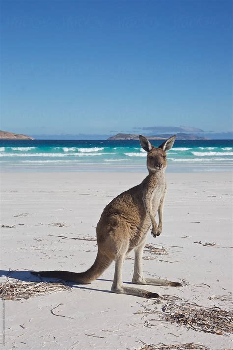 "Kangaroos Of Lucky Bay, Western Australia" by Stocksy Contributor "Jaydene Chapman" - Stocksy