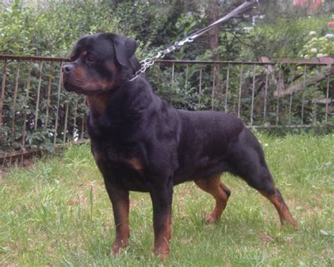 How Big Do Male German Rottweilers Get