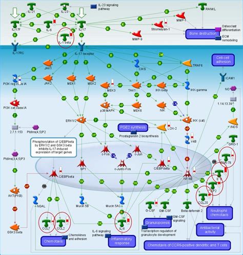 The Interleukin-17 signaling pathway (MetaCore) | Download Scientific Diagram