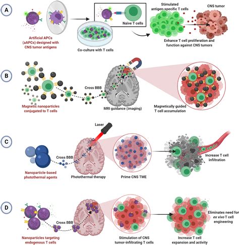 Tumor And T Cell