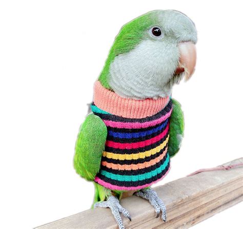 Clothes For Budgies | ubicaciondepersonas.cdmx.gob.mx