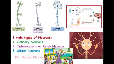 Interneuron Motor Neuron Sensory Neuron