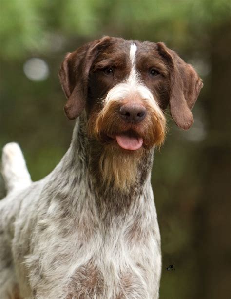 MONDAY MORNING MOP UP | Dogs, German shorthaired pointer dog, German ...