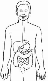 Printable Digestive System Coloring Page Diagram  sketch template