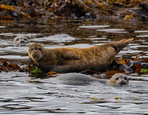 Kodiak Wildlife Viewing | Kodiak Wildlife Cruises | Galley Gourmet