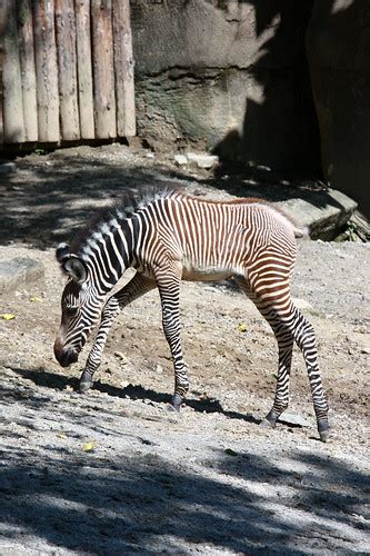 Female Baby Grevy's Zebra 6-2-12 (7 of 25) | Mark Dumont | Flickr