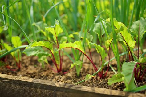 5 Steps To Grow Beetroot From Seed | Horticulture.co.uk