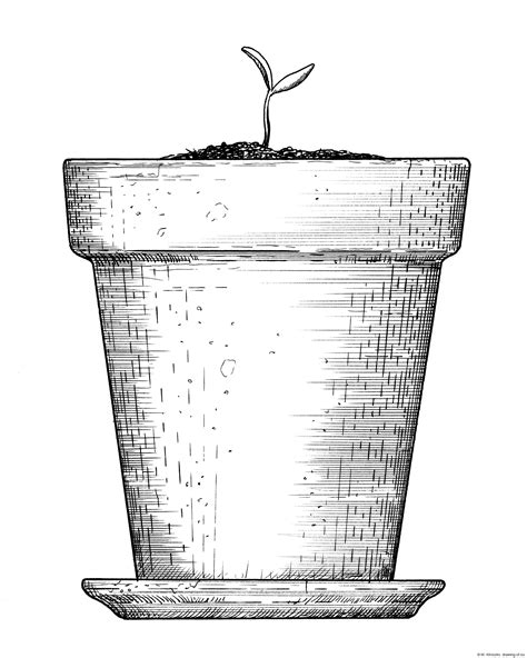 Drawing of plant in pot – Line art illustrations