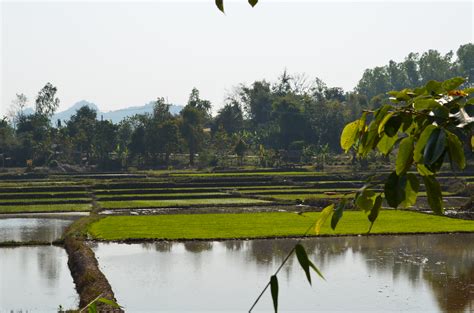 Thai rice paddies | Rice paddies, on ride to Mae Chan from C… | Flickr