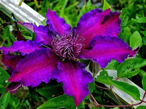 20 Different Types of Clematis (Photos) - Garden Lovers Club | Clematis, Clematis flower, Garden ...