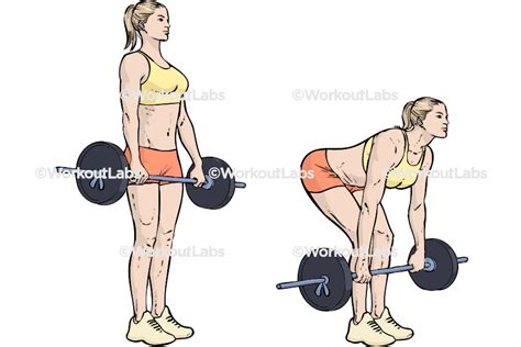 Barbell Deadlifts – WorkoutLabs Exercise Guide