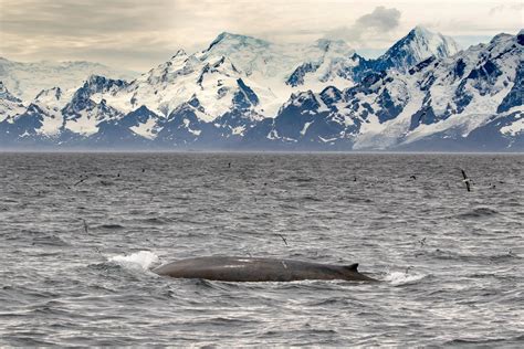 An Antarctic blue whale, cruising past South Georgia Island : r/whales