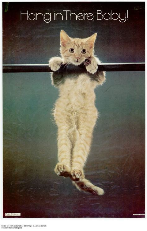 hang in there cat poster - Google Search | Baby posters, Cat posters, Baby cats