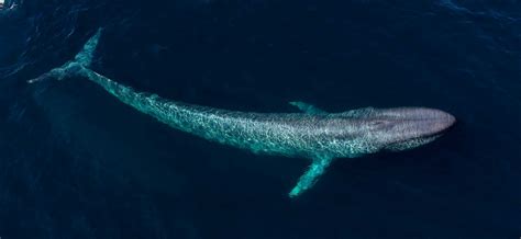 Verantwortung Gutes Gefühl König Lear champion whale Ostern Gefängnisausbruch Inkonsistent