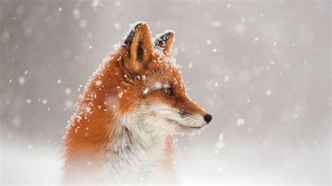 Fox Laptop Wallpapers - Top Free Fox Laptop Backgrounds - WallpaperAccess