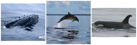 WDC - Whale and Dolphin Conservation charity - Hands On Payroll Giving