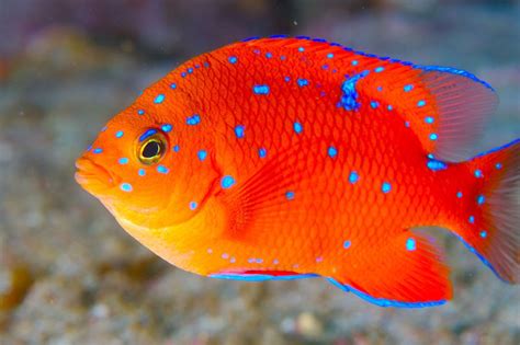 Juvenile Garibaldi in 2020 | Beautiful sea creatures, Salt water fish, Marine fish