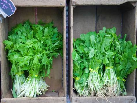 Rocket vs Arugula - The Ultimate Guide!