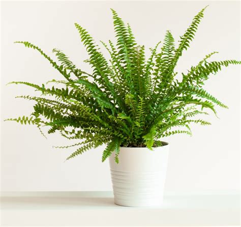 Sword Fern Small | HeyPlants