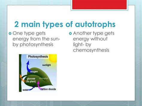 Ecosystems 8.L ppt download