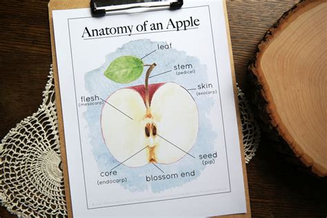 Apple Anatomy Mini-poster - Etsy