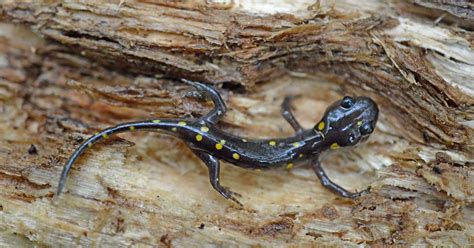 Salamanders