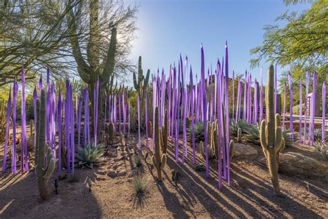 CHIHULY IN THE DESERT at Desert Botanical Garden | Tempe Tourism