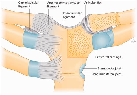 Sternoclavicular joint - Rohit Dhawan, Rohit Amol Singh, Bernhard Tins, Stuart M. Hay, 2018