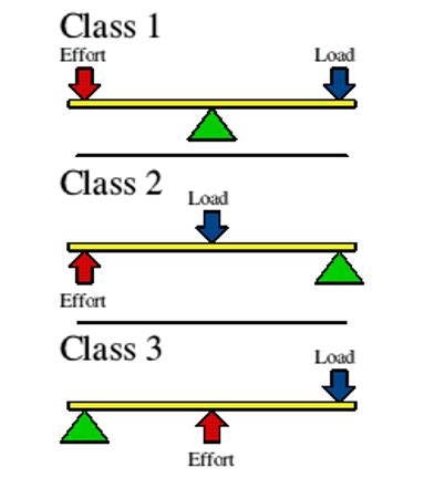 The Lever System - Anatomy & Physiology 223: CH 11 Muscles Diagram | Quizlet