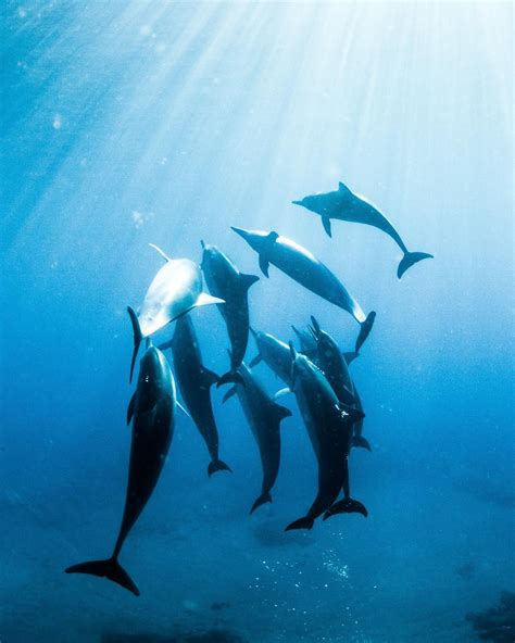 Swimming with Wild Dolphins On Oahu, Hawaii | Dolphins, Oahu, Oahu vacation