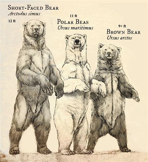 Size of the extinct short-faced bear relative to living polar bears and ...