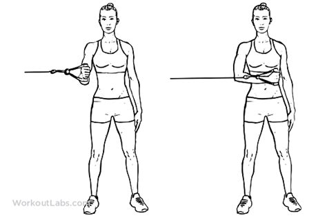 Internal Cable Shoulder Rotation – WorkoutLabs Exercise Guide