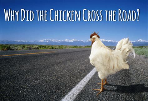 "Why did the Chicken Cross the Road?" an OpEx Answer