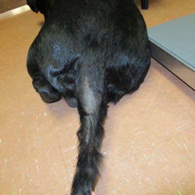 Causes of and treatment for stud tail in dogs (with pictures) - Vethelpful