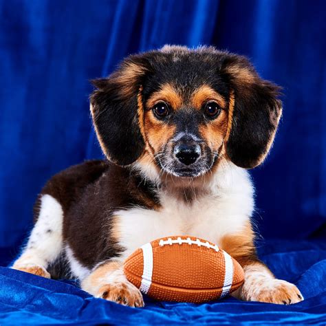 How to Watch the Puppy Bowl 2024 | Trusted Since 1922