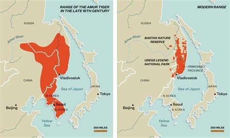 Siberian tiger range: large 19th century vs today - Maps on the Web