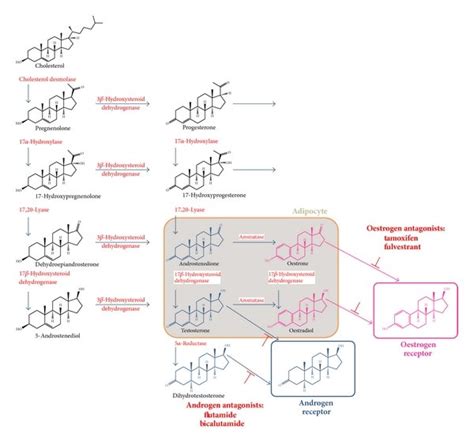 Steroid hormone biosynthesis and therapeutic prevention of steroid... | Download Scientific Diagram