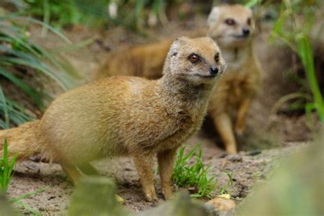 Yellow Mongoose Stock Photo - Download Image Now - iStock