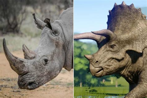 Are Rhinos Descendants of Dinosaurs? – Nature Blog Network