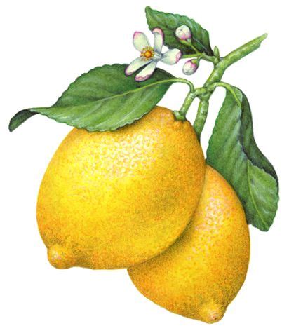 Botanical illustration of a lemon branch with two whole lemons, lemon flowers and leaves ...